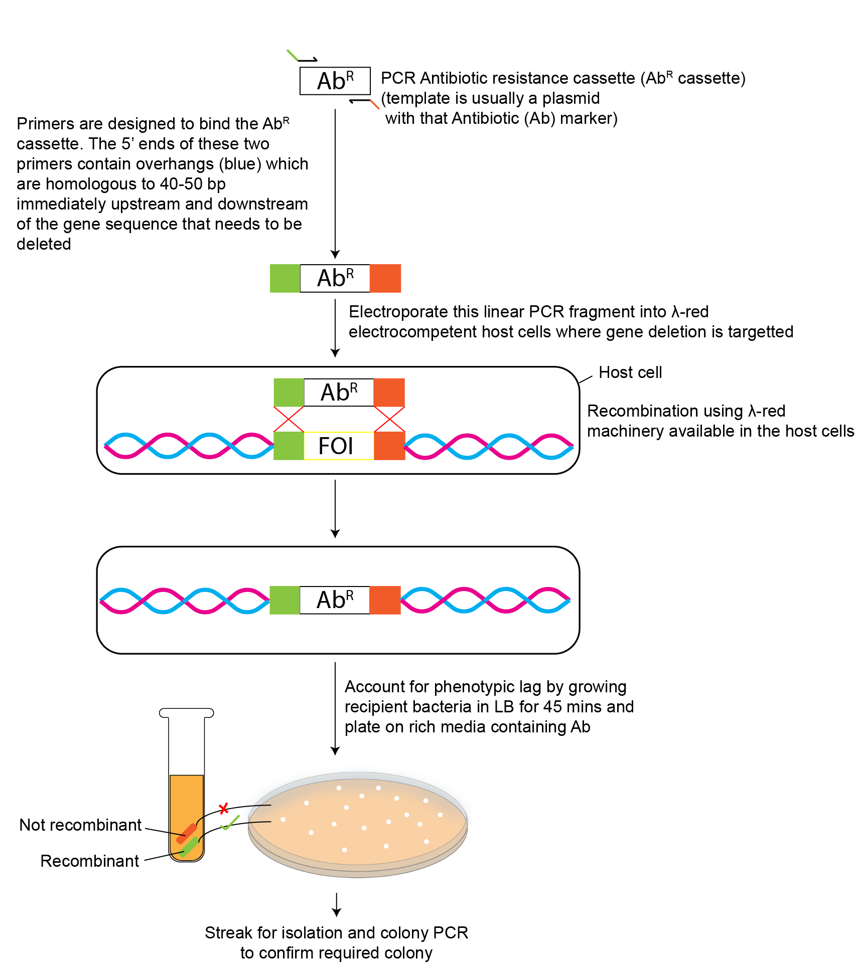 Lambda Red Mediated GoldBio